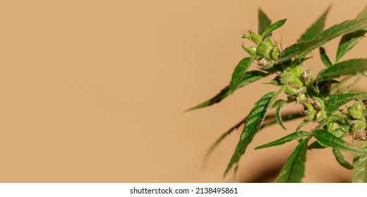 Pollinated Female Cannabis Buds With Trichomes And New Seeds In Sunny Day On Blurred Brown Background. Botanical Banner With Copy Space