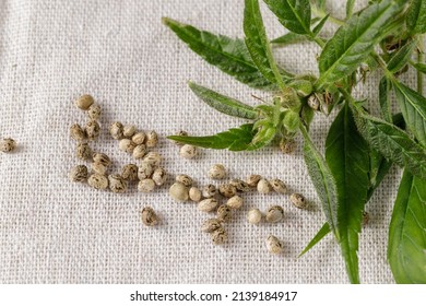 Pollinated Female Cannabis Buds With Trichomes And New Seeds Closeup. Plant On Textile From Hemp Background. Cannabis Growing Concept