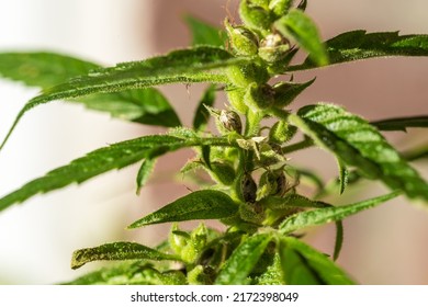 Pollinated Female Cannabis Buds With Trichomes And New Seeds On Beige Background. Hemp Growing Concept.