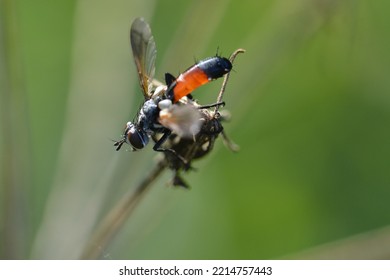 Pollinating Fly (diptera) Resting On A Dry Top