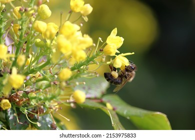 Pollinating insects. Detail of a honey bee collecting pollen. A small bee pollinates yellow flowers.