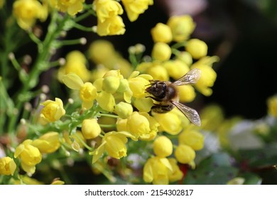 Pollinating insects. A small bee pollinates yellow flowers. Detail of a honey bee collecting pollen.