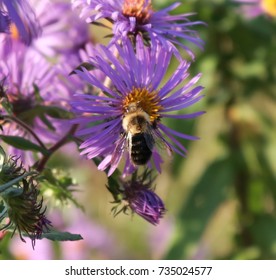 pollination