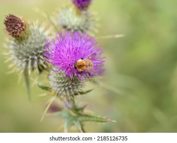 Pollination, Bumble Bee On A Thistle Flower, UK.