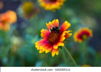 pollination by bees colorful flowers Gaillardia in the garden