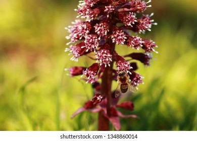 Pollination of the flower