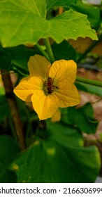 Pollination - This Wasp Pollinates The Golden Cucumber Plant