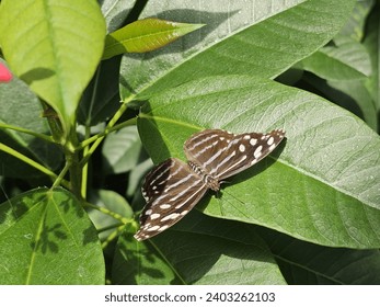 Pollinator Arthropod Butterfly Plant Insect Leaf