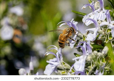 Pollinator - Close up of a honey bee pollinating a rosemary flower - Powered by Shutterstock