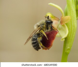 Pollinator On Wild Orchid