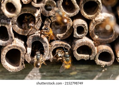 Pollinators - Horned osmia occupying a bamboo insect hotel