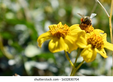 Pollinators Produce Bounty: Busy Bee 