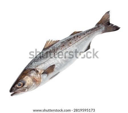 Pollock Fish Swimming Forward Streamlined Body Isolated On White Background