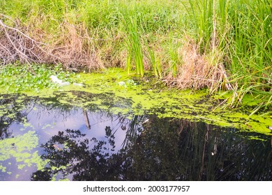 Polluted Black Dirty Wastewater Canal In City Community Of Bangkok.