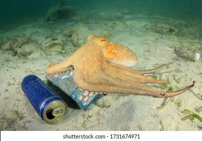 Polluted Ocean. Octopus Looks For Food Among Plastic Garbage And Tin Cans 