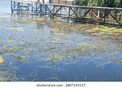 Polluted Pond Surface With Floating Algae Water Plants And Wooden Pier In Summer
