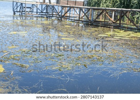 Polluted Pond Surface With Floating Algae Water Plants And Wooden Pier In Summer