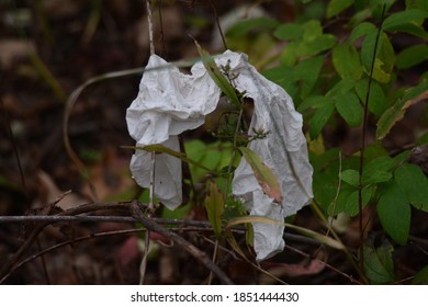 Pollution Along The Trail Of Esker Brook