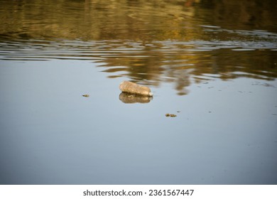 Pollution in the Paraíba do Sul River