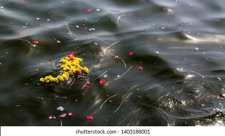 Pollution Of The Ganges In Varanasi, The Largest River In India