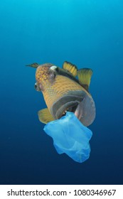 Pollution Plastic Pollution Problem Fish Eat Stock Photo (Edit Now ...