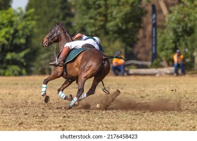 Polo Cross Player horse pony rider unrecognizable scoops ball with racket off the ground action play a equestrian game.
