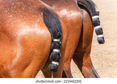 Polo horse pony animals close-up rear legs butt groom tails taped field sport.
