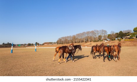 Polo horse pony animals group leaving grass field equestrian sport.