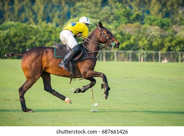 Polo horse sport player in game.