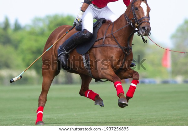 \
polo player\
and horse in Argentine\
countryside