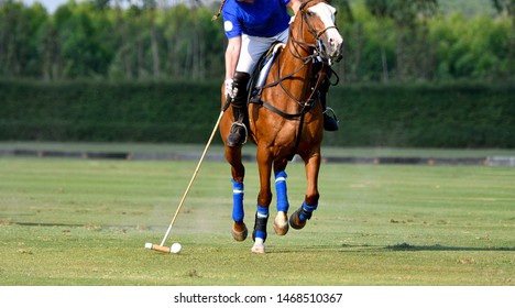 Polo player is using polo mallet hit polo balls during the match.