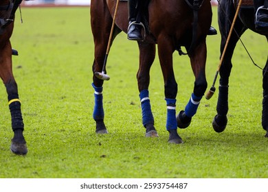 Polo player is using polo mallet hit polo ball during the match.