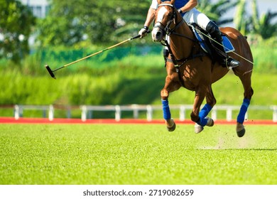 Polo player is using polo mallet hit polo balls during the match.