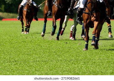 Polo player is using polo mallet hit polo balls during the match.