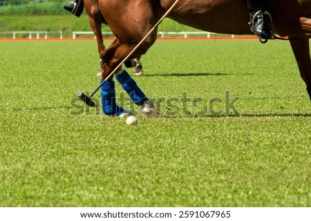 Polo player is using polo mallet hit polo balls during the match.