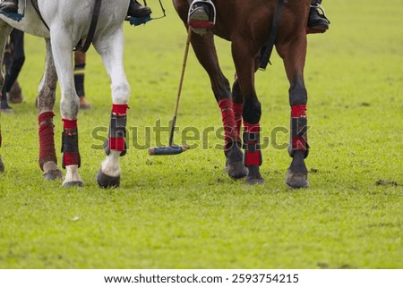 Polo player is using polo mallet hit polo ball during the match.