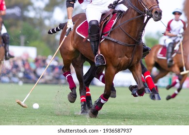 
Polo Players And Teams In A Match