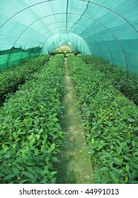 Poly Tunnel Of Tea