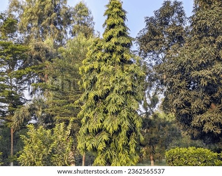 Polyalthia longifolia, commonly known as the Ashoka tree or the False Ashoka, is a species of evergreen tree native to South Asia, including India, Sri Lanka, and Nepal, pakistan.