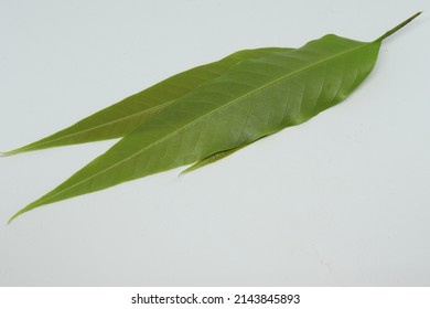 Polyalthia Longifolia Var Pendula - Leaves, Monoon Longifolium. With White Background