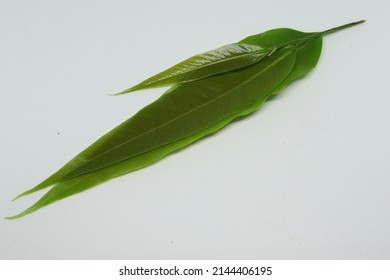 Polyalthia Longifolia Var Pendula - Leaves, Monoon Longifolium. With White Background