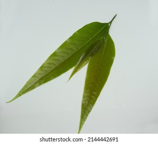 Polyalthia Longifolia Var Pendula - Leaves, Monoon Longifolium. With White Background