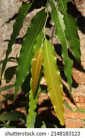 Polyalthia Longifolia Var . With White Backgroundpendula - Leaves, Monoon Longifolium