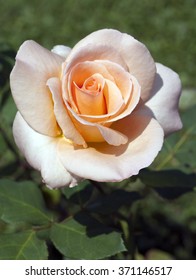 Polyanthahybride, Apricot Nectar