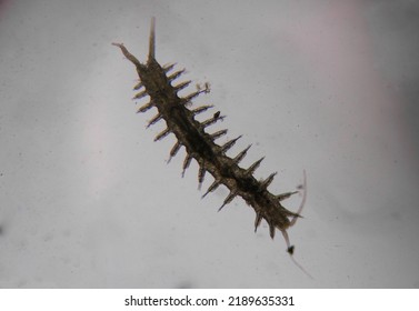 Polychaete Marine Worm At Microscope