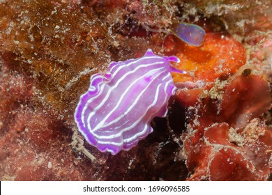 Polyclad Flatworms (Prostheceraeus Roseus) Granada, Spain