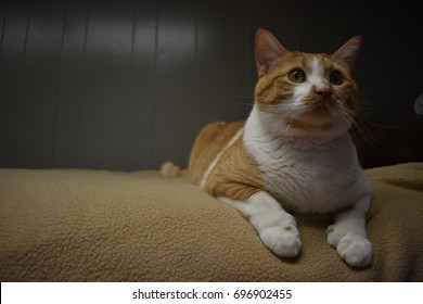 Polydactyl Cat