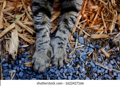 Polydactyl Cat From Hemingways House