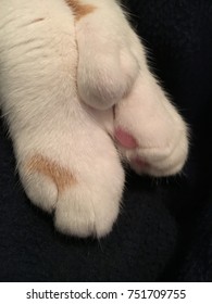 Polydactyl Cat Paws