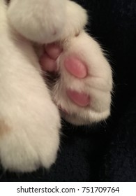 Polydactyl Cat Paws